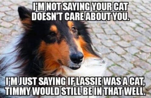 lassie cared jack jackson.jpg